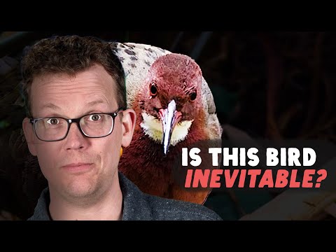 Did This Bird Really Re-Evolve?