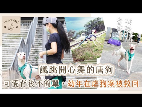 識跳開心舞的唐狗，可愛背後不簡單，幼年在虐狗案被救回