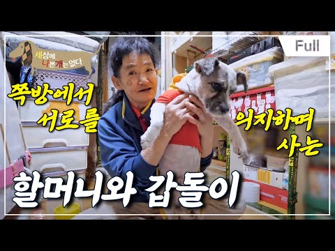 [Full] 세상에 나쁜 개는 없다 - 쪽방촌 할머니와 갑돌이