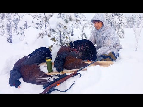 THE FAINT-HEART WILL DREAM OF THIS! CAPERCAILLIE HUNTING WITH A SMALL-BORE SHOT / EPIC FOOTAGE FR...