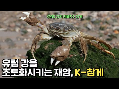 세계 100대 침입종, 유럽의 재앙 K-참게