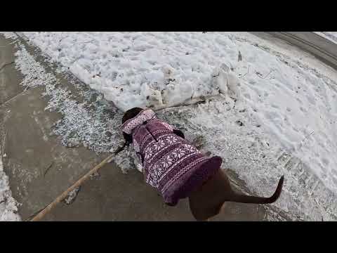 GoPro Hero 13 Black Hands‑On – Dog Walk Footage in 4K HDR