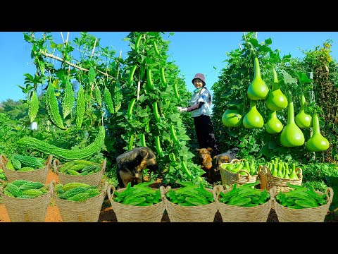 Relaxing With Harvesting: Winged Beans, Bottle Gourd, Bitter Melon, Water Spinach, Malabar Spinach..