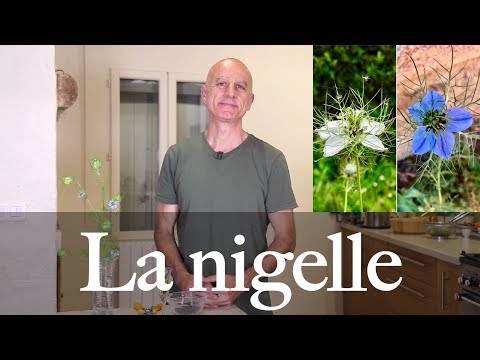 Nigelle cultivée : problèmes de glycémie, cholestérol, asthme allergique