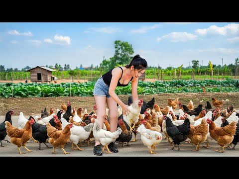 Use Truck Buy Many Chickens From Chicken Farm To Sell To Villagers | Farm Farm TV