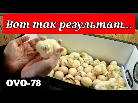 МОЖНО БРАТЬ! / ВЫВОД В ИНКУБАТОРЕ OVO - 78