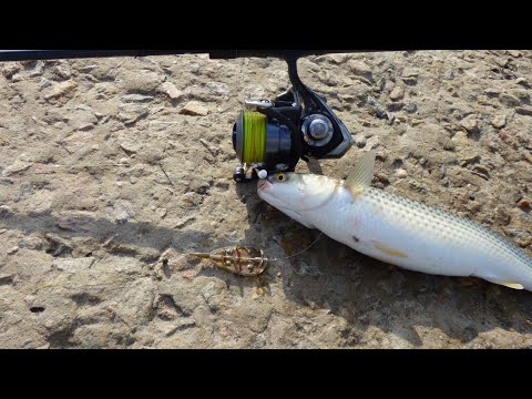 Моя оснастка на пиленгаса (пеленгаса или пелингаса). Бердянск. Азовское море 2020