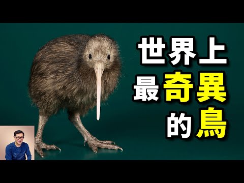 Just how bizarre is New Zealand's national bird?Has Kiwi really got its name for its barking?