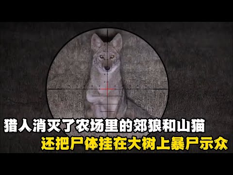 郊狼泛滥攻击农场，猎人消灭了农场里的郊狼和山猫，还把郊狼尸体挂在树上震慑，猎人用气步枪一个晚上干掉65只土狼，保住农场里的奶牛!#纪录片 #documentary #动物