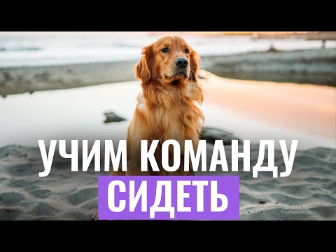 Откажитесь от старых методов! Команда СИДЕТЬ Как БЫСТРО выучить с собакой?