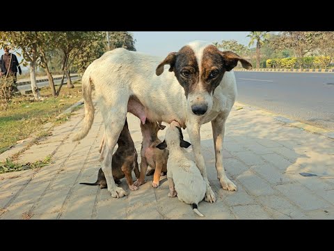 We Followed Her Along the Canal... and Found Her Puppies 🐶