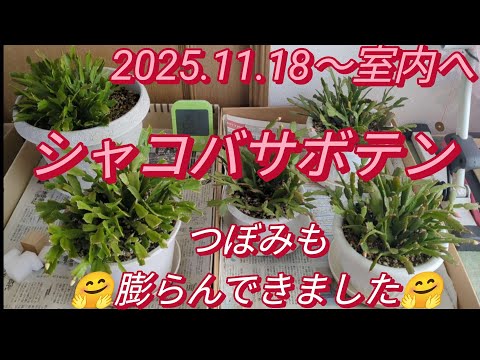 シャコバサボテン室内へ　つぼみの様子