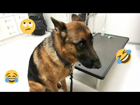 2025 Is Almost Over… But These Dogs Are Still Pure Comedy 😂🐶 Funny Dog Videos 2025 #11