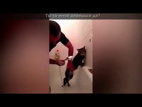 Чеченец со стойким котом покорили кавказский интернет