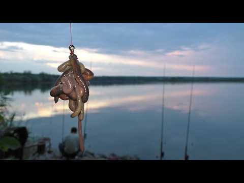 Рыбалка на червя. Ловля сома на ставке