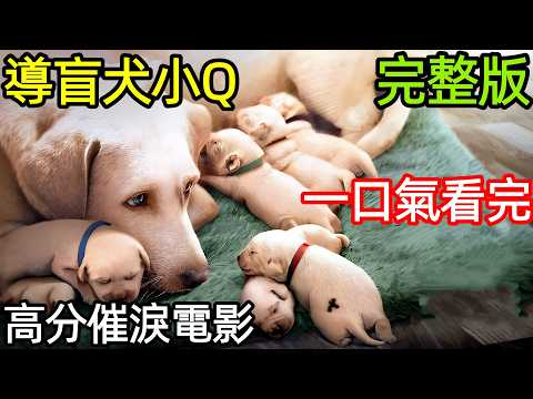 可愛拉布拉多入職導盲犬，第一單就被客戶退貨了，一口氣看完【導盲犬小Q】完整版，日本高分催淚治癒電影解說，再見了！可魯