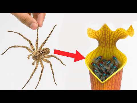 Giant House Spider vs Pitcher Plant