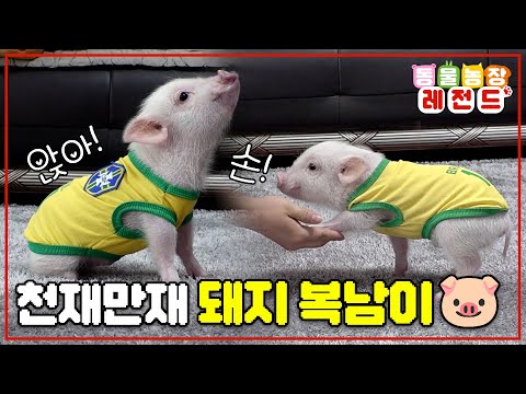 [#TV동물농장레전드] 앉아도 하고 손도 주는 천재 돼지 복남이🐷 한 지붕 두 천재 복남이🐷와 솜이🐶 /EP.922 #TV동물농장 #AnimalFarm #SBSstory