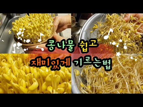콩나물 쉽게 기르는방법[7일동안 키우고 수확하는 과정] How to grow soybean sprouts easily