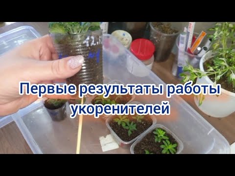 Experiment with rooting agents. Who will come first, Radigrin or Ukorenit?