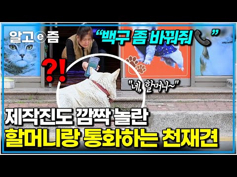 “개가 점잖아” 동네를 여유롭게 활보하는 커다란 덩치의 개. 말귀도 알아듣는 천재견. 할머니를 10년째 따라다니지만, 손길은 거부한다는데|세상에 나쁜 개는 없다|알고e즘