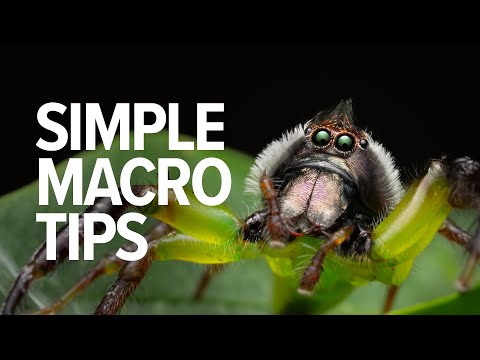 Simple Macro Photography Tips | Things I Wish I Knew When Starting