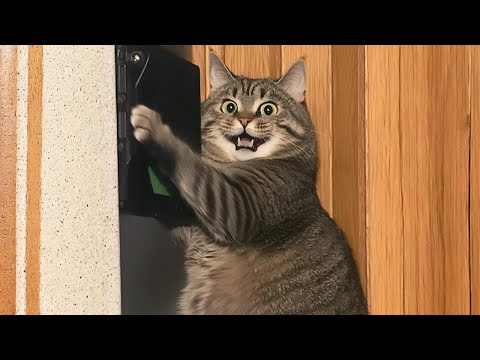 Funniest Cats Videos 2025 😼 Try Not To Laugh 😹 Part 41