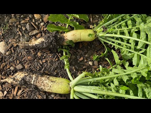 Farm vlog 8: Our first daikons harvested and the last of our potatoes 🥲