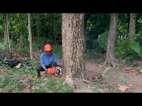 Penebangan pohon sampai malam!