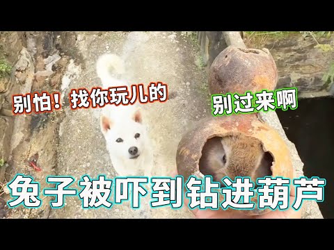 谁懂这个反差萌！小兔子躲进葫芦里怕到疯狂尖叫，狗狗：只是想找它玩呀~【天下一场梦】