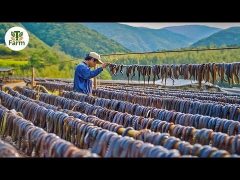 How Chinese Farmers Raise and Consume Billions of Leech Every Year | Agricultural Documentary