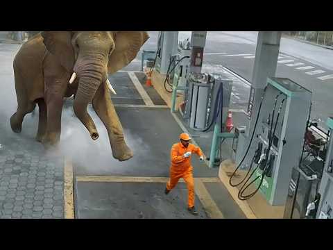 Cuando los Animales Se Enfurecieron y Fueron Captados por las Cámaras