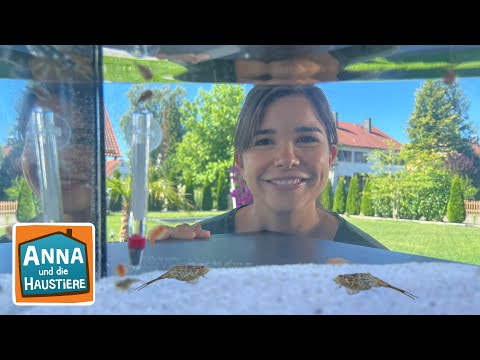 Urzeitkrebse | Information für Kinder | Anna und die Haustiere