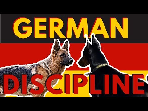 3 ways to correct unsocial behavior with a dominant reactive German Shepherd