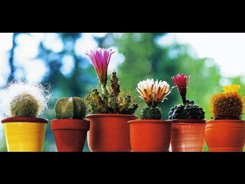 Шпаргалка: Кактусы и суккуленты из семян (проращивание и начальный уход)