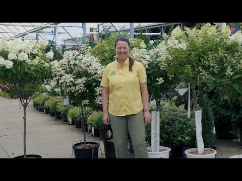 PETITTI | How to Grow & Care for Panicle Hydrangea Trees