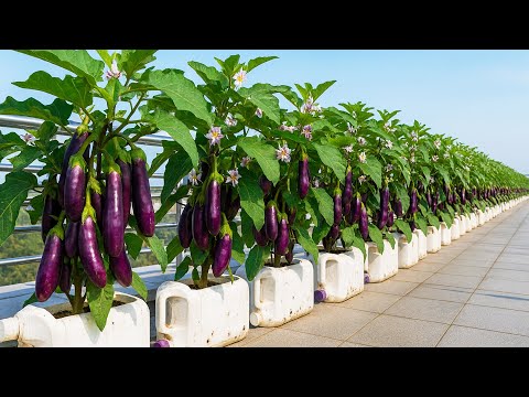 Try This Bottle Grown Eggplant Trick—The Results Surprise You