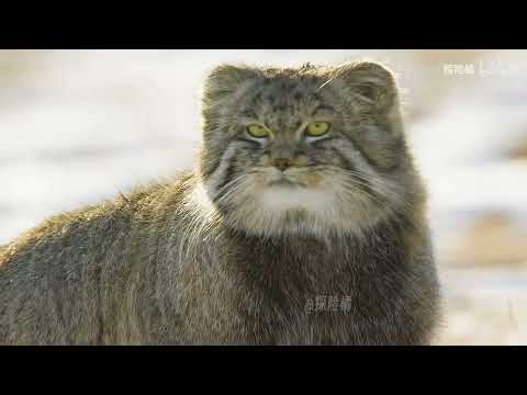 如何驯服凶悍的野生小猫？