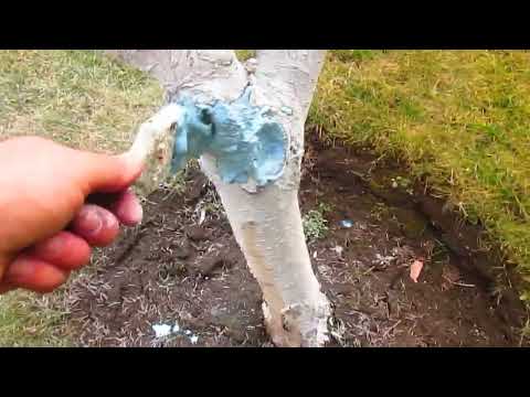 НОВАЯ ФОРМУЛА ЧУДО СМЕСИ для замазывания срезов и лечения деревьев.