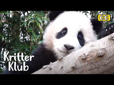 From Fu Bao's Birth To Her Last Moment In Korea... l Kritter Klub