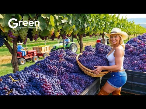 How Food Is Really Made in Factories