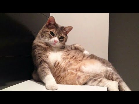 New Funniest Cats Clips 2025😼Try Not To Laugh😜 #23