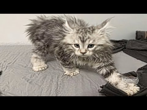 CATS: Wild Antics and Crazy Moves