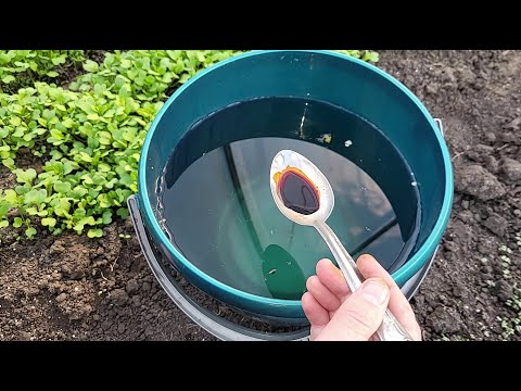 1 ложку на ведро воды и земля как новая, здоровая, живая, плодородная для большого урожая на года