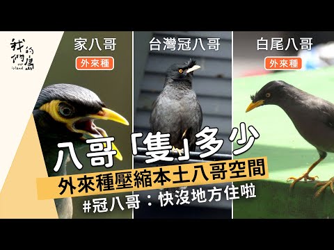 【外來種】到處都看到八哥越來越多？ 你知道八哥有分本土和外來種嗎？｜八哥「隻」多少｜外來種壓縮本土八哥空間 (我們的島 1164集 2022-07-11)