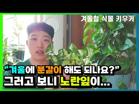 분갈이 시즌이 있나요? 겨울철 식물 키우기 방법  | 뿌리 썩음, 과습, 스킨답서스 트루비 | 화분 크기 | 겨울 물주기 방법 | 겨울 습도 기르기 | 식물 잘 키우는 방법
