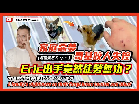 【 萌寵變惡犬 ep01 】家庭惡夢，哥基咬人失控，Eric出手竟然徒勞無功？A family's nightmare as their Corgi loses control and bites!