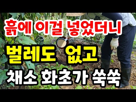 흙에 이걸 넣었더니 벌레도 없고 식물이 병들지 않아요 천연비료 유기농 건강한토양 친환경농사 정원화초 텃밭 마늘밭 양파밭 쪽파 식물종합영양제 미생물 부엽토 퇴비#액비#주말농장#귀농