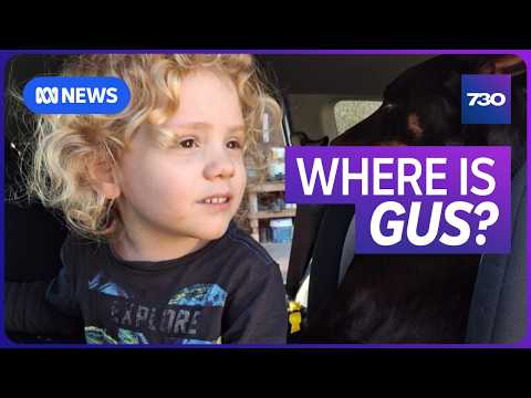 Search for missing four-year-old Gus Lamont continues | 7.30