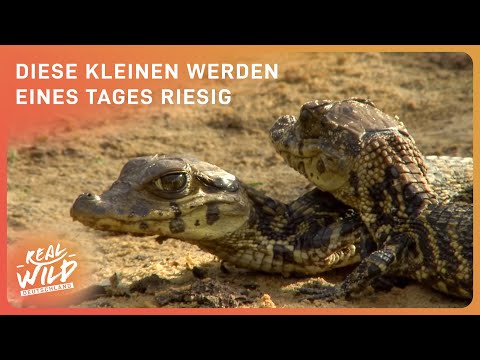 Der größte Kaiman: Auf der Suche nach dem Schwarzen Kaiman